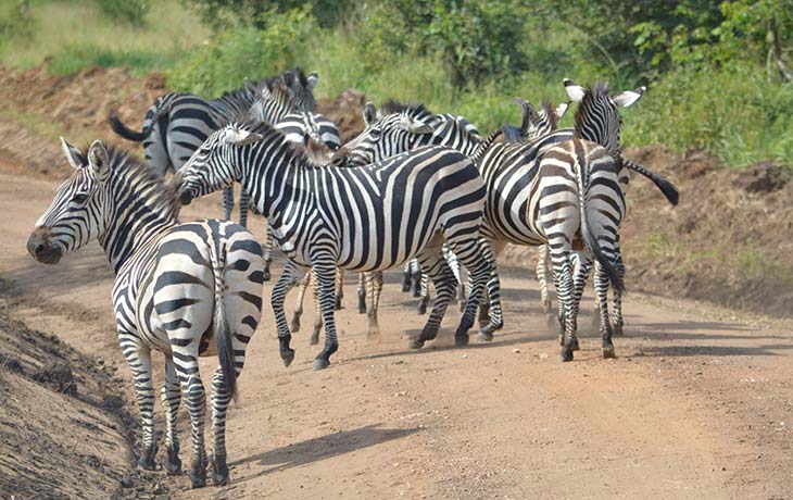 3 Days Akagera Wildlife Safari